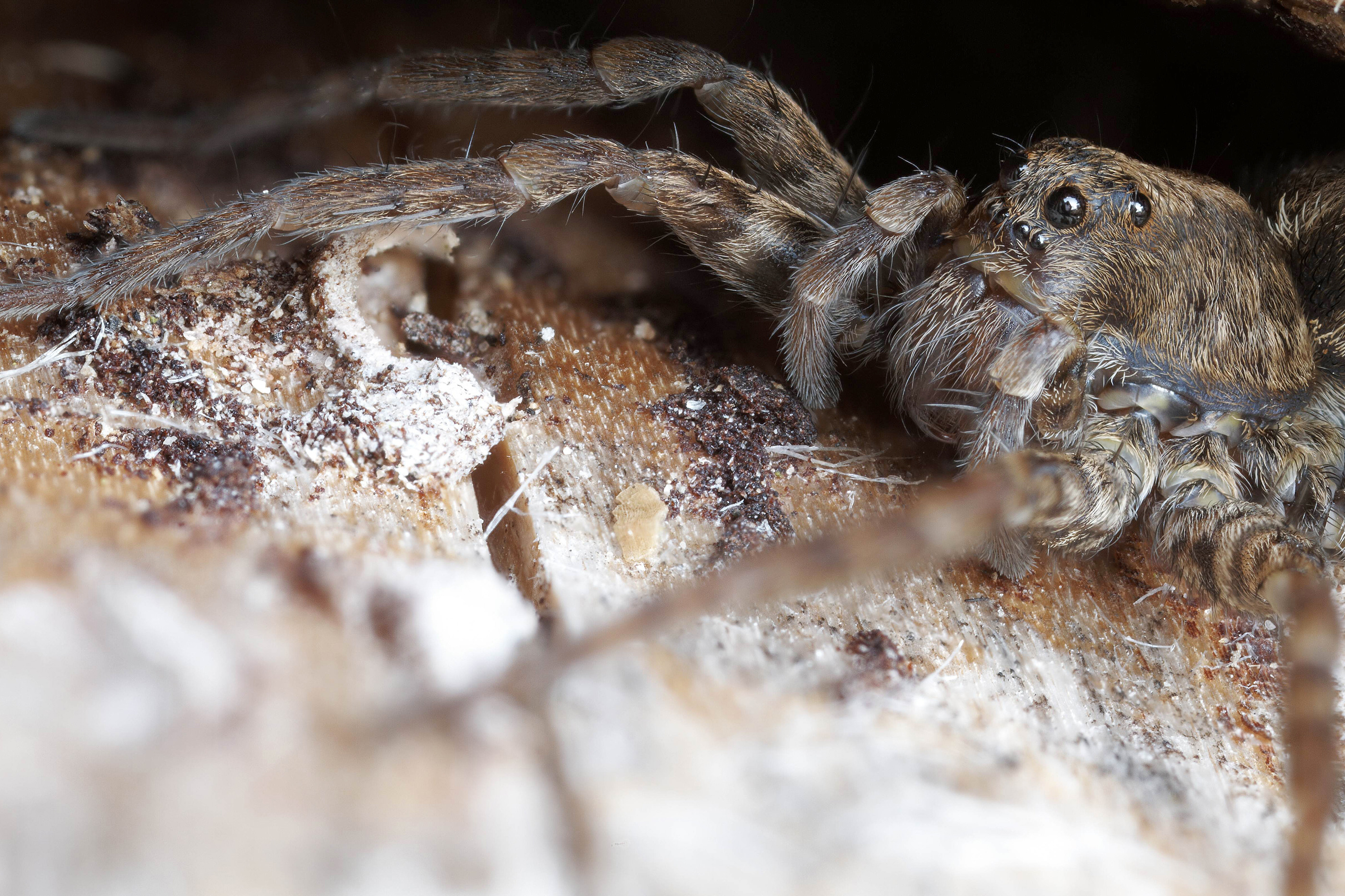 Pardosa amentata   stacked   0013